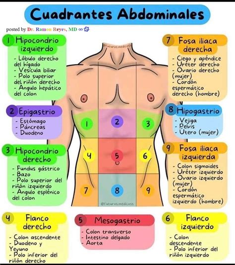 Regiones Del Abdomen Una Gu A Completa Para Entender Su Anatom A