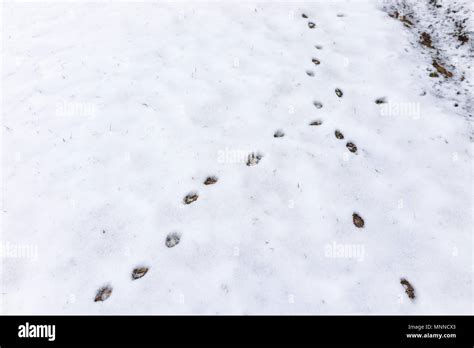 Fox Footprints In Snow