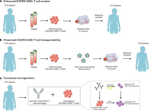 Frontiers Differentiation And Function Of Follicular Cd8 T Cells During Human Immunodeficiency