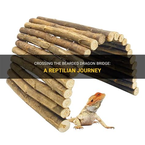 Crossing The Bearded Dragon Bridge: A Reptilian Journey | PetShun