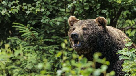 Slowakei Braunb R Verletzt Jogger Auf Wanderweg Panorama