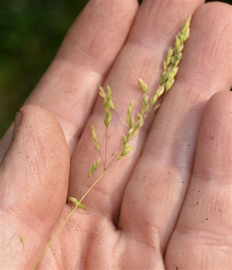 Poa Trivialis Meadow Bluegrass Rough Bluegrass Rough Meadow Grass