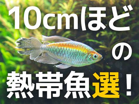 10cmほどの熱帯魚おすすめ10選！主役にもなる飼育しやすい魚種｜東京アクアガーデン