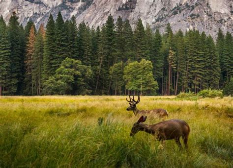 Rewilding En Tiempos De Colapso Red De Transici N