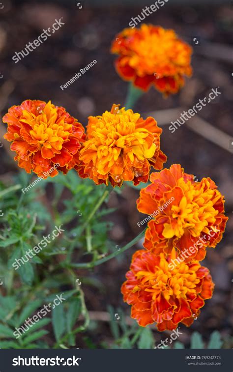 2 Flor cravo 图片、库存照片和矢量图 | Shutterstock