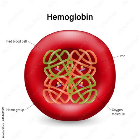 Vecteur Stock The Structure Of Hemoglobin In Red Blood Cells Heme