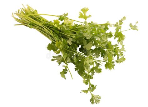 Bunch Of Fresh Coriander Isolated On White Background Stock Image