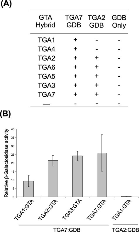 Npr Enhances The Dna Binding Activity Of The Arabidopsis Bzip