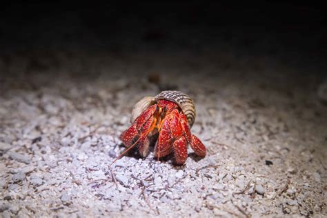 Strawberry Hermit Crab Pictures Az Animals