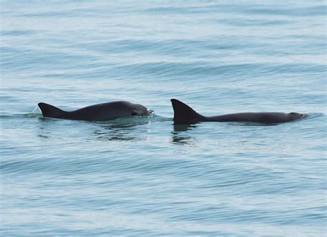 Vaquita Facts Size Habitat Population And Pictures