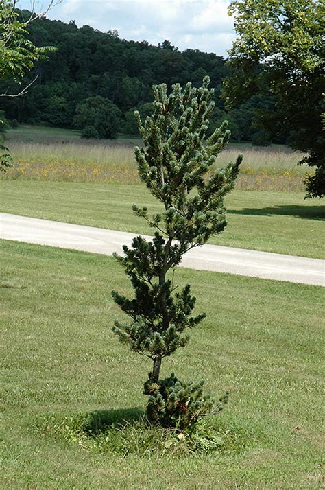 Dwarf Blue Japanese Pine Pinus Parviflora Glauca Nana In Boston Hopkinton Chelmsford