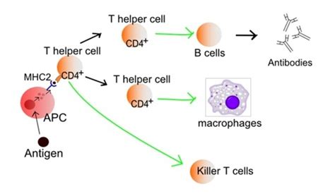 ESA Activation Of T Cells In The Immune System