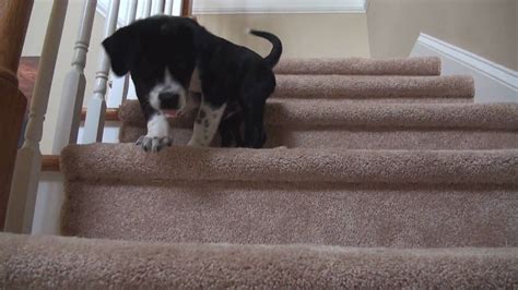 Puppy Learning How To Climb Stairs Yto 317 Youtube Puppies