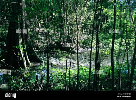 Cypress Trees At The Fanning Springs Park In Central Florida Grow Well