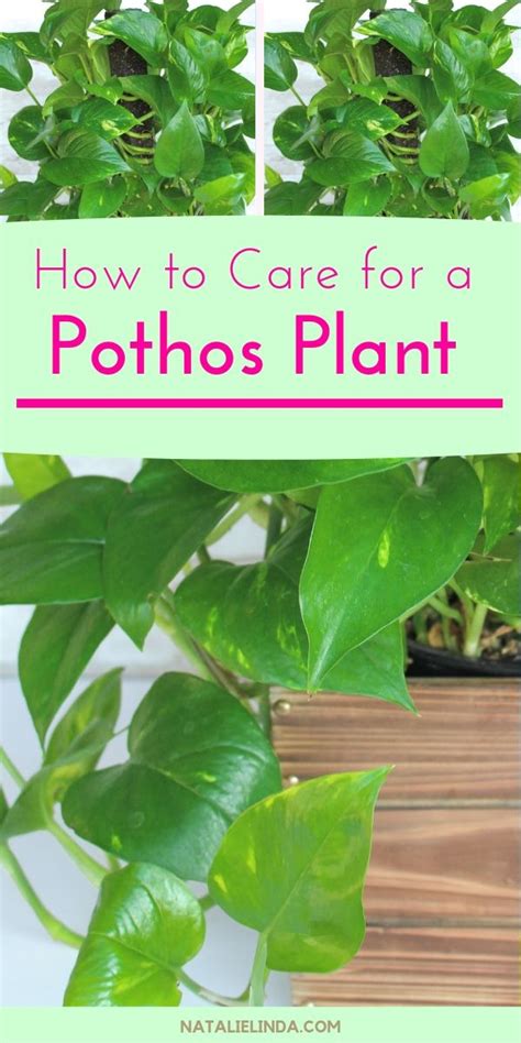 Pothos Plants Are The Easiest Houseplants To Care For Theyre Very Low