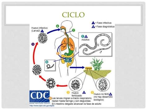 Ascaris Lumbricoides Ciclo Vital