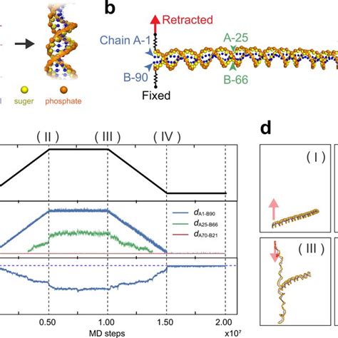 Single Molecule Junction Of Dna Zipper A Schematic Illustration Of The