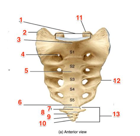 Bontrager Chapter 9 Lumber Spine Sacrum And Coccyx Flashcards Quizlet