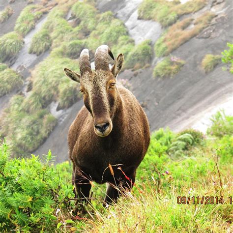 Rajamalai Eravikulam National Park Munnar Atualizado 2022 O Que Saber Antes De Ir Sobre