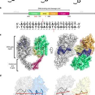 Structure Of Top2 Cleavage Complex Showing Opening Of The DNA Gate A