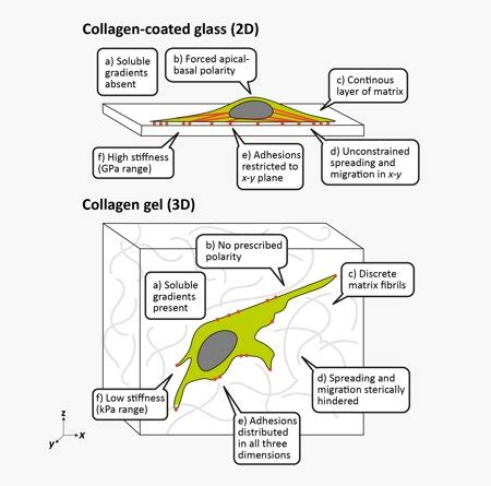 3D Cell Culture vs. Traditional 2D Cell Culture Explained