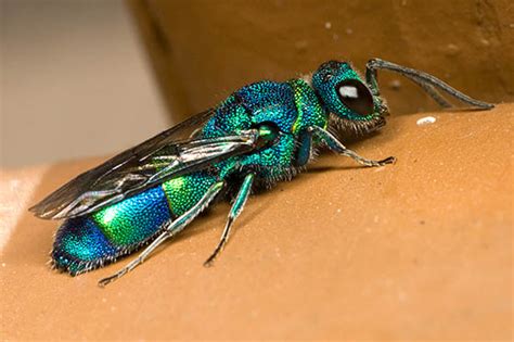 Very Iridescent Blue Green Chrysis Nitidula Complex Bugguidenet