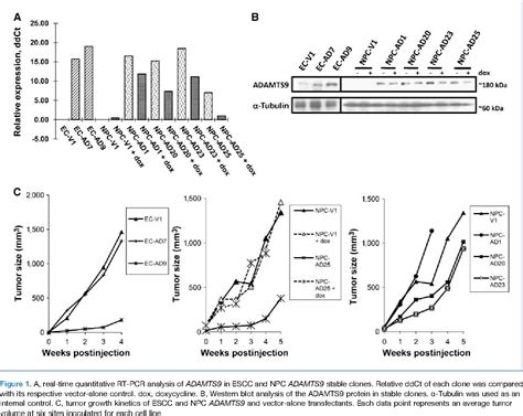 Figure 1 From Tumor And Stem Cell Biology Cancer Research Extracellular