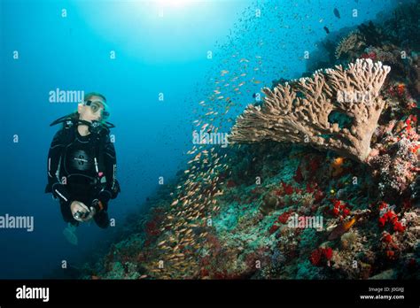 scuba diver  coral reef felidhu atoll maldives stock photo alamy