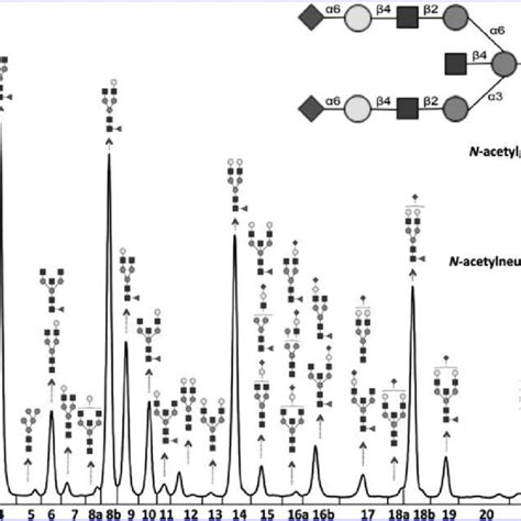 Schematic Representation Of N Glycan Profiling Download Scientific