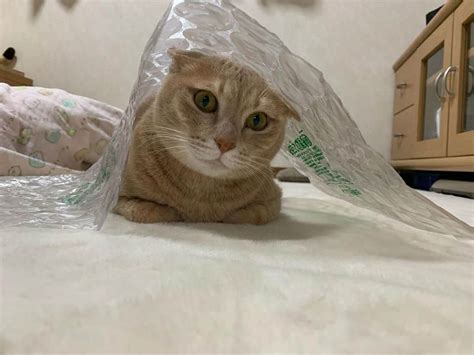 ひのき猫さんのインスタグラム写真 ひのき猫instagram「ビニール大好きです😸 ・ ・ ・ ねこ ねこすたぐらむ ねこのいる