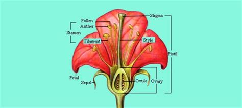 Gnibagnian Male And Female Parts Of Hibiscus Flower Parts O In