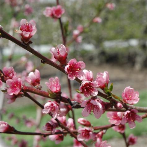 Reliance Peach Platt Hill Nursery