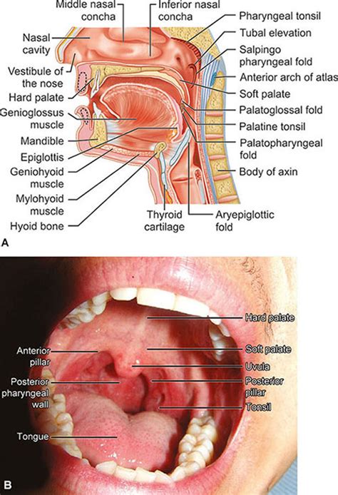 Inferior Faucial Arches 23 3 The Mouth Pharynx And Esophagus Anatomy