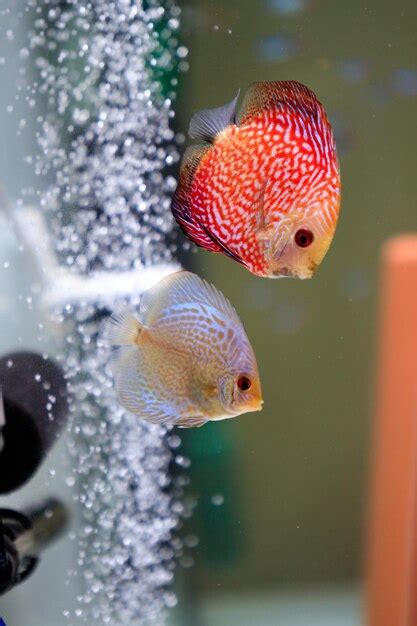 Premium Photo Close Up Of Fish Swimming In Tank