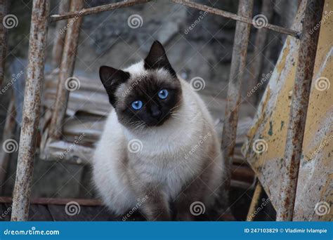 Siamese Blue Eyed Cat stock image. Image of beautifulcat - 247103829