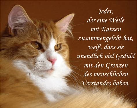 Katzen Spr Che Zum Nachdenken Spr Che Weihnachten