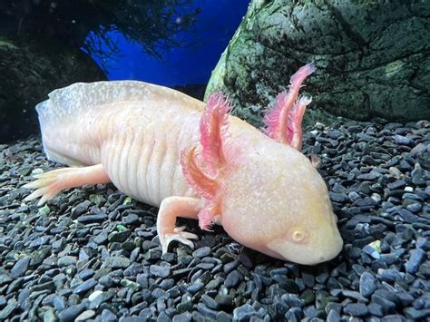 Premium Photo | Axolotl swimming underwater marine life fish tank aquarium white axolotl mexican ...