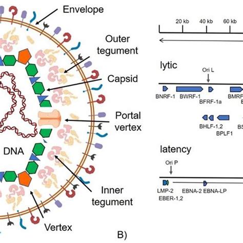 Life Cycle Of Epstein Barr Virus Ebv First Ebv Infects Epithelial