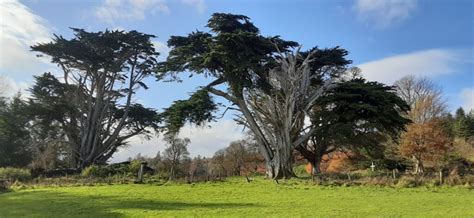 Stewardship Ards Friary Retreat And Contemplative Ecology Centre