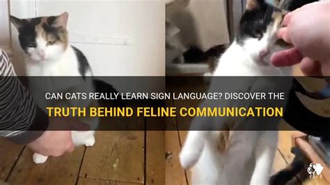 Can Cats Really Learn Sign Language? Discover The Truth Behind Feline ...