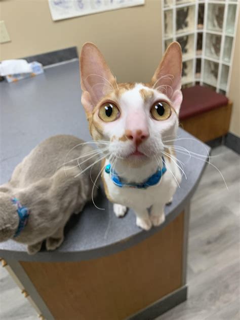 My Cornish Rex Loki Asking When Its His Turn For The Brain Cell Lulu