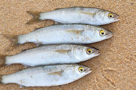 Surf Fishing For Yellow Eye Mullet Video