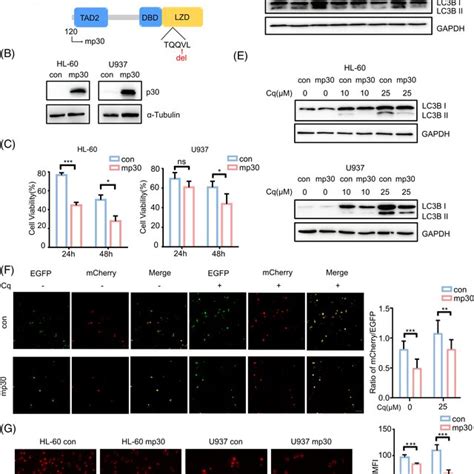 Mp Reduces Autophagy In Aml Cells A Schematic Presentation Of