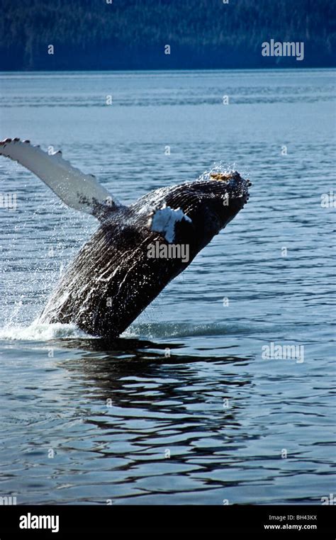 Breaching whale Alaska's Inside Passage Stock Photo - Alamy