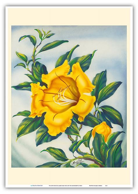 Yellow Hibiscus Ma O Hau Hele State Flower Of Hawaii Vintage