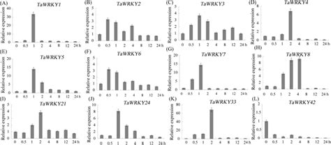 Expression Patterns Of Wheat Wrky Genes Under Drought Stress