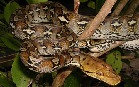 Python The Longest Snake In The World Taman Safari Bali