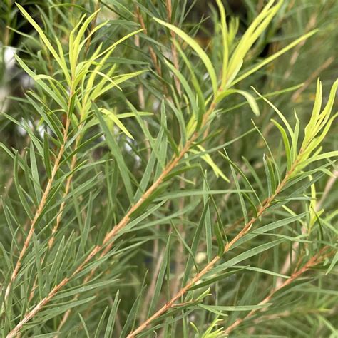 Melaleuca alternifolia tea tree À l ombre des figuiers