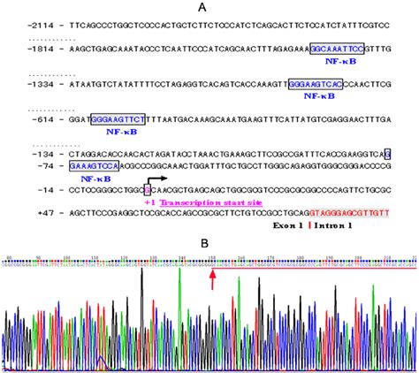 Cd Promoter Analysis A In Silico Analysis Of An Approximately