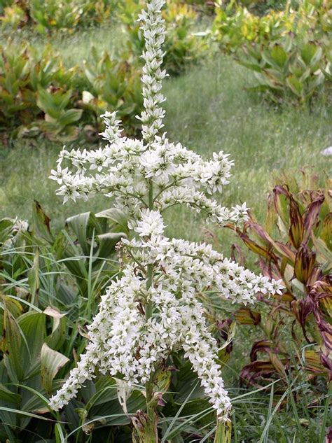 The Plant Veratrum Californicum California False Hellebore Has A